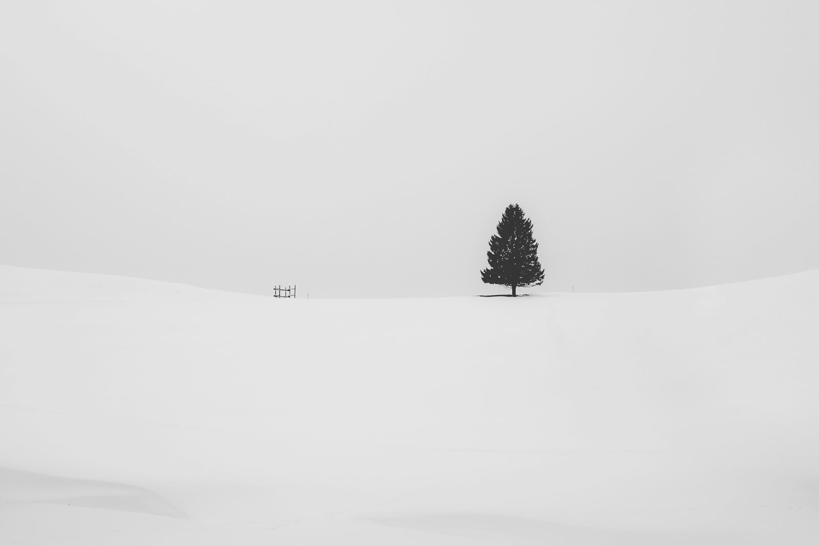 Edition 01 — Lone Pine